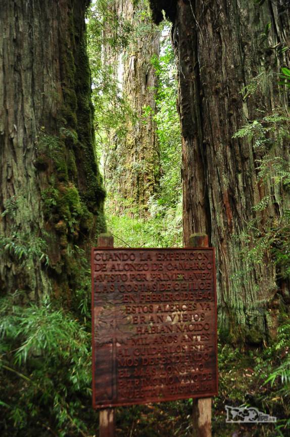 Placa informativa sobre alerces em trilha no parque de Pumalín, região de Chaitén, na Carretera Austral, sul do Chile
